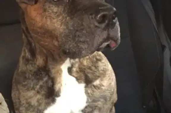 Найдена собака в Теплом Стане, ищем хозяина