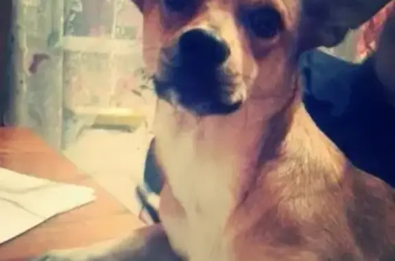 Собаки потеряшки, Нижний Новгород, фото: Потеряшка собака Альма в Сормовском районе, Нижний Новгород