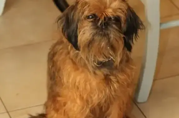 Потерянные животные Москва, фото: Пропала собака в Москве, район Северный, бульвар Академика Ландау