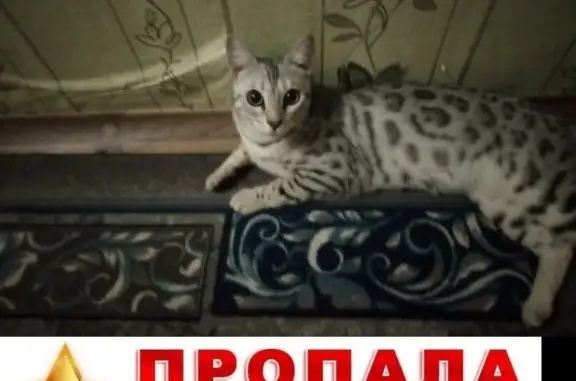 Потерянные животные Ярославль, фото: Пропала кошка в Красноперекопском районе, Ярославль