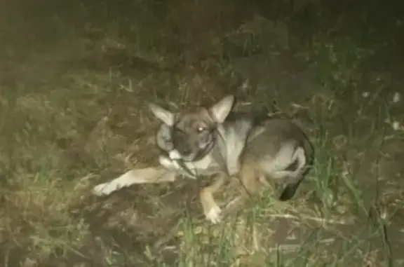 Собака с шлейкой найдена в Тамбове