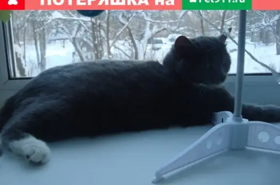 Пропала кошка Лаки в Петрозаводске