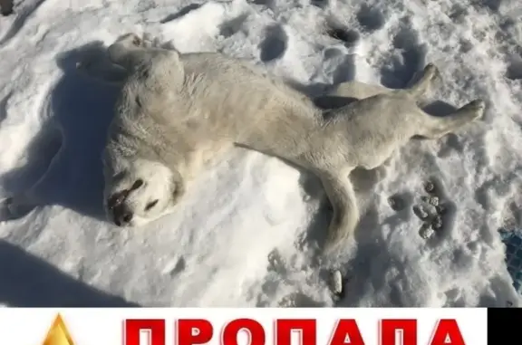 Пропала белая алабайка в Вороновке, Алматинская область