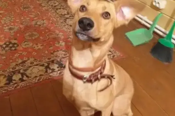 Собаки потеряшки, Москва, фото: Потеряшка собака Белка на Живописной улице, Москва