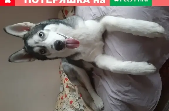 Собаки потеряшки, Москва, фото: Потеряшка собака хаски на улице Введенского, Москва