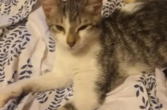 Кошки потеряшки, Москва, фото: Потеряшка кошка Кошечка, Москва, Сумской проезд, 10