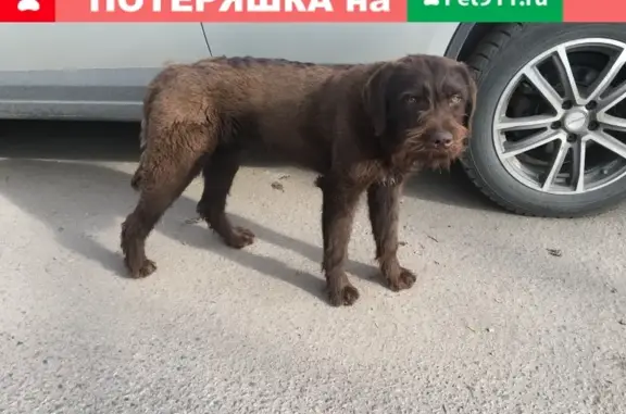Найдена собака возле Екатерининского лицея, Балашиха-3