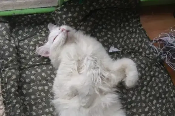 Кошки потеряшки, Москва, фото: Потеряшка кошка Белла на улице Фестивальная, Москва