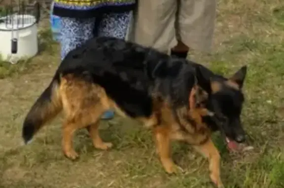 Пропала собака Багира в Уфе, район аэропорта