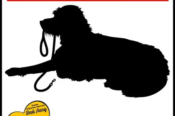 Объявления о пропавших и найденных животных, Сургут, фото: Пропала собака в Кооп. Кедровый, Ротвейлер. Ханты-Мансийский АО, Сургут.