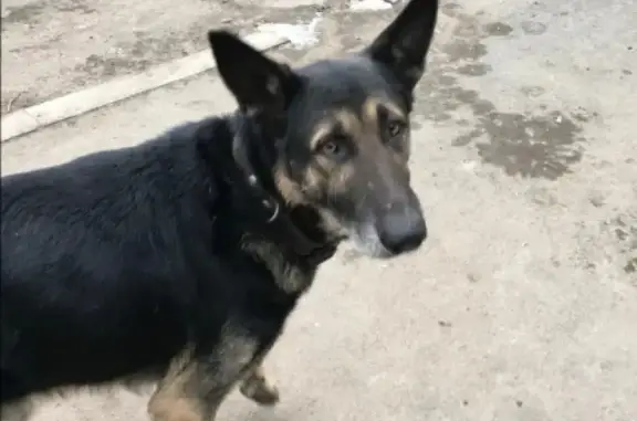 Найдена собака в Астрахани, ищем хозяина