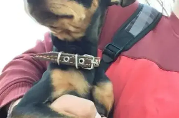Найдена собака в Рузе, Московская область