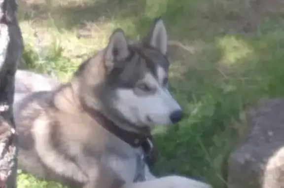 Собаки потеряшки, Бибишки, фото: Потеряшка пёс Норд в Смоленской области, звонить по тел. Максим, Мария