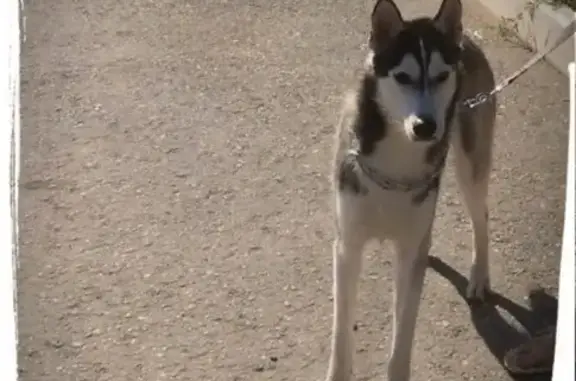 Пропала собака хаски в Омске, кличка Буран.