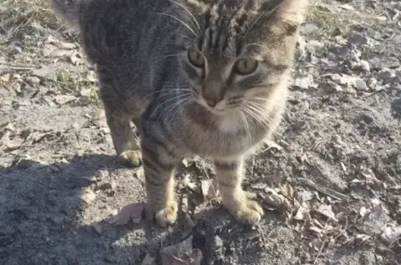 Потерян молодой котик возле Гагарина 14 в Сегеже