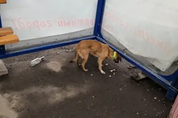Собака на остановке на ул. Ю. Гагарина, Мурманск