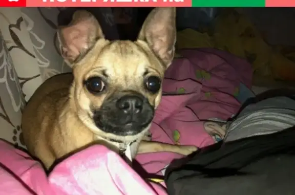 Пропала собака в Сердобске, чихуахуа, вознаграждение.
