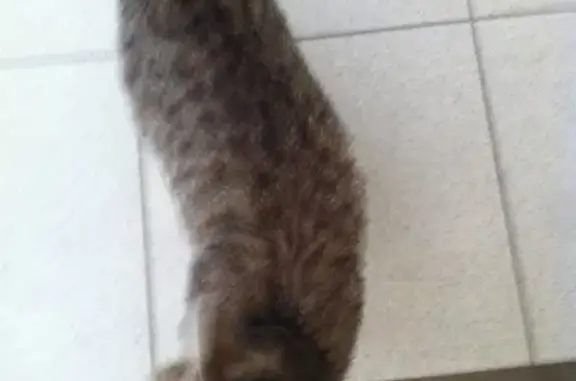 Найдена камышовая кошка в В.Пышме