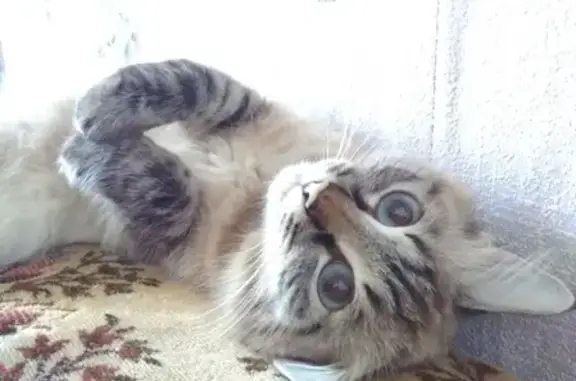 Пропала кошка на Набережной 60 лет Октября!