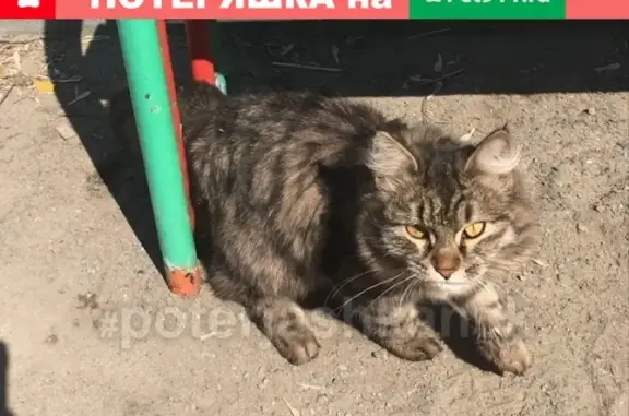 Найдена домашняя кошка на ул. Петухова в Новосибирске