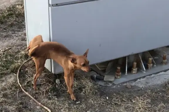 Найдена собака в Ангарске, ищем хозяина