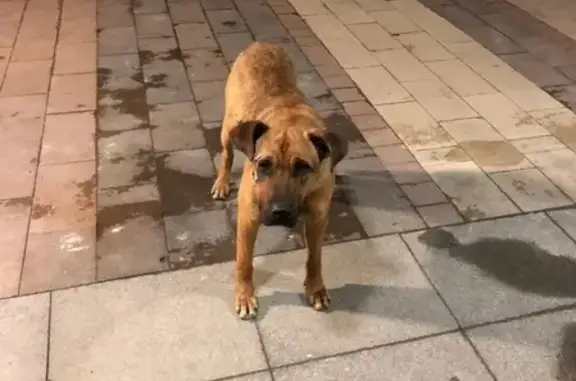 Найден рыжий пёс с порванным веком в Красногорске/Рублево