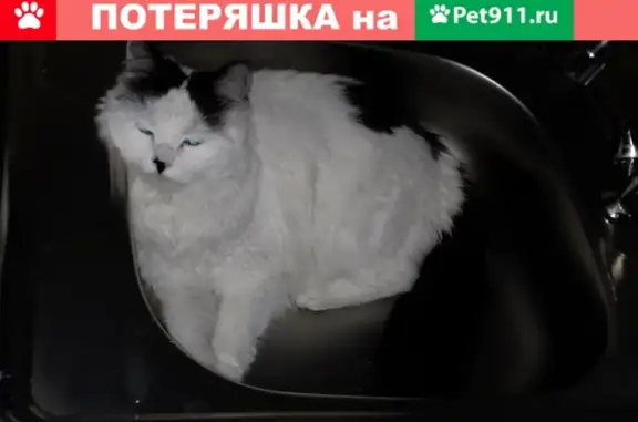 Кошки потеряшки, Вяземский, фото: Потеряшка кошка в районе кирзавода, Хабаровский край