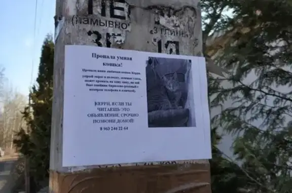 Пропала кошка в районе Мельничный Ручей, кличка Керри.