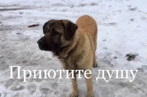 Пропала собака в Северодвинске, помогите её поймать!