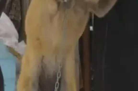 Пропала собака Тяпа в Камешково, Владимирская область