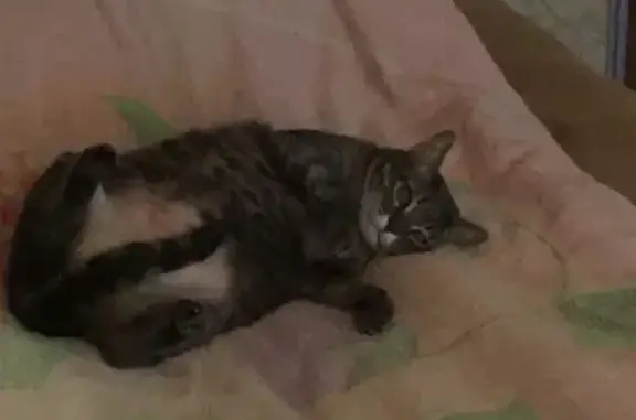 Кошки потеряшки, Ульяновск, фото: Потеряшка кот на ул. Счастья, Рыбацкий поселок