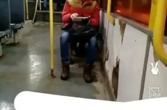 Кошки потеряшки, Ижевск, фото: Потеряшка кот, отзывается на 