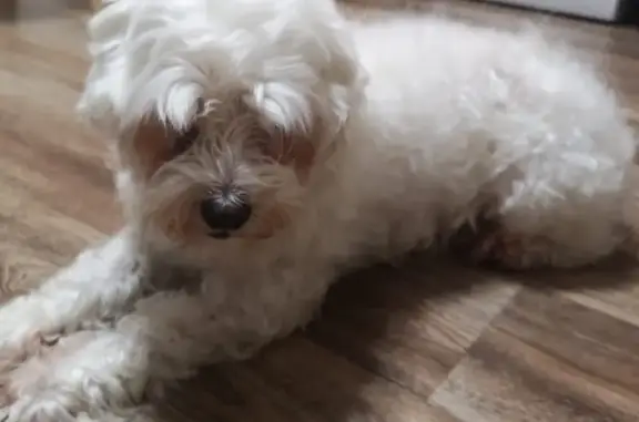 Собаки потеряшки, Москва, фото: Потеряшка собака Тоша на ул. Академика Павлова, 50