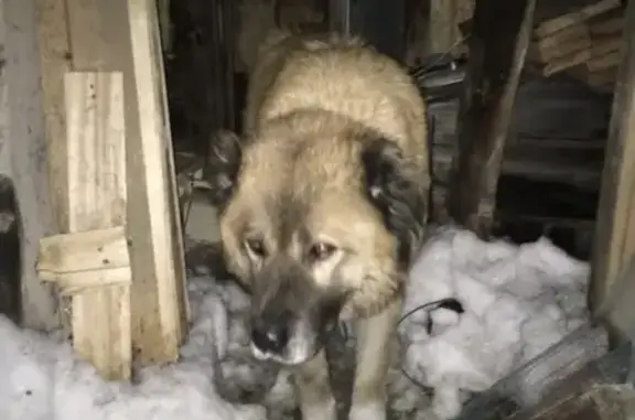Пропала собака в Саратове, Ленинский район, кличка Лапочка