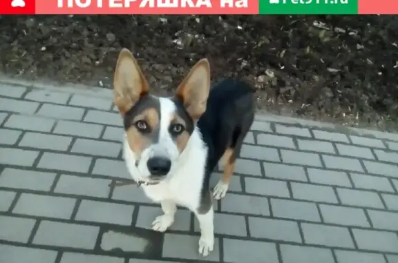Найдена собака в Гатчинском районе