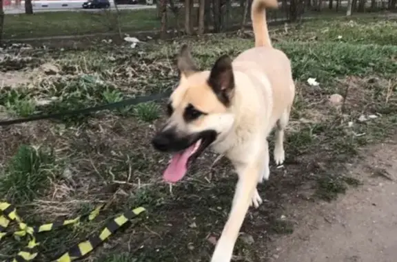 Найдена собака в Гатчине у ТРЦ 