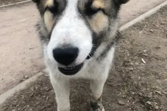 Найдена собака в Мурино, Всеволожский район