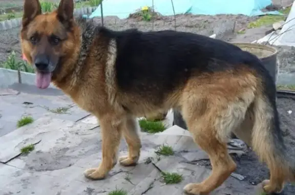 Пропала собака Харц в Бресте, Беларусь.