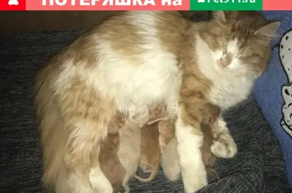 Пропала кошка Мила в Зеленой зоне, Некрасовка, МО
