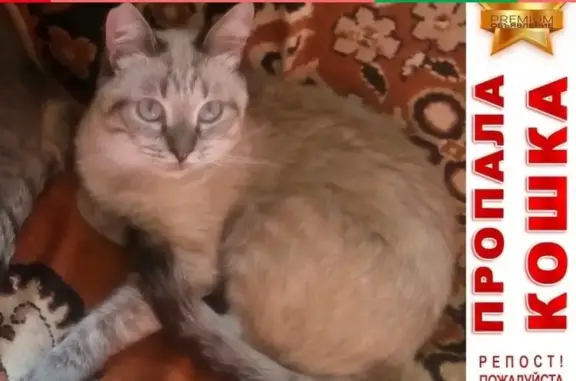 Кошки потеряшки, Киров, фото: Потеряшка кот Фима в поселке Боровица, Киров - вознаграждение.