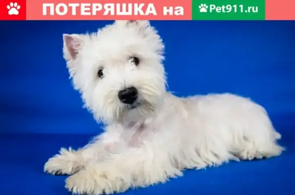 Собаки потеряшки, Липецк, фото: Потеряшка сука Адель, вест-хайленд-уайт-терьер, район Сырский рудник