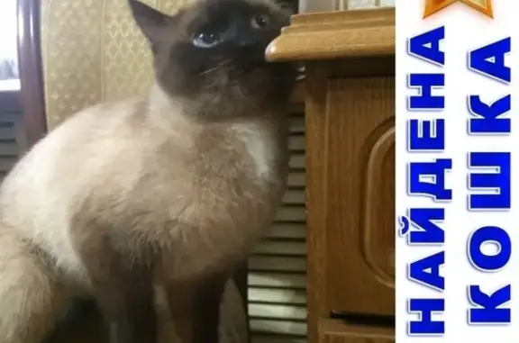 Найдена кошка в Ленинском районе Челябинска, ищу хозяев.