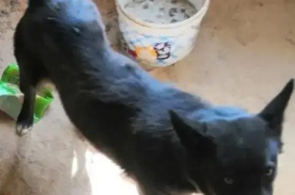 Собака с ошейником найдена в Белгороде