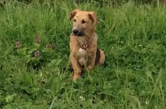 Найдена собака в Новороссийске, ищут старых хозяев.