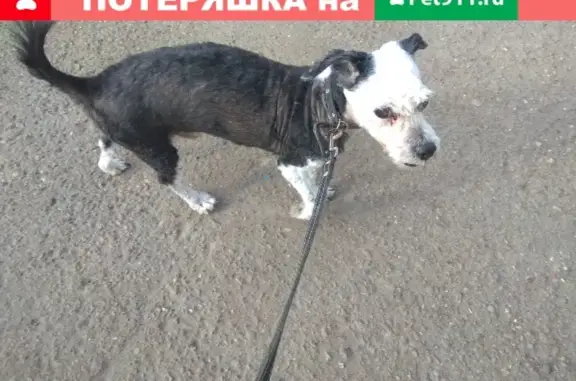 Пропала собака Тоша, район Горгаз и ЖД вокзал, Стерлитамак