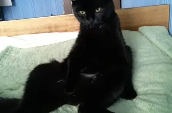 Пропал котенок в Пскове, Рижского 67, черный с белыми волосами.