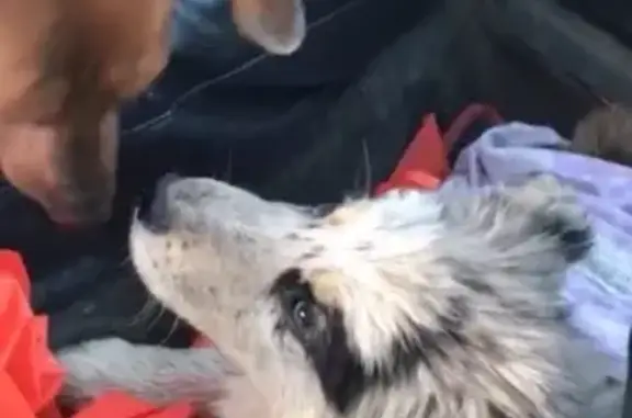 Найдена собака Якутск: сбитый щенок в клинике