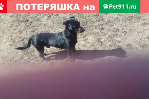 Найдена собака на ул. Ивана Черных 48