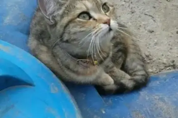 Найдена кошка в Сколково без адресника!
