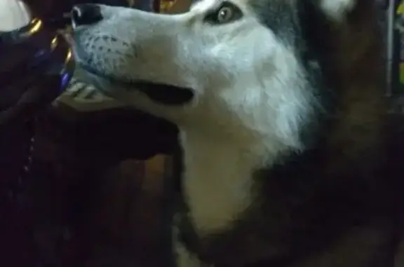 Собаки потеряшки, Калининград, фото: Потеряшка кобель-хаски на ул. Тельмана